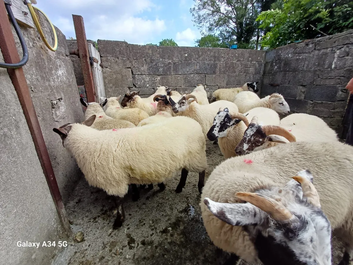 Store lambs - Image 4