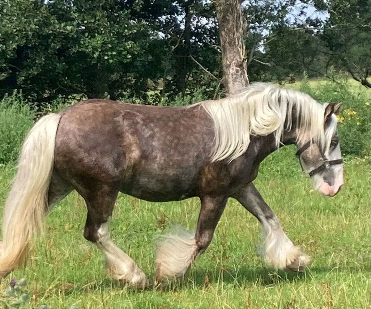 Silver Dapple Filly - Image 1
