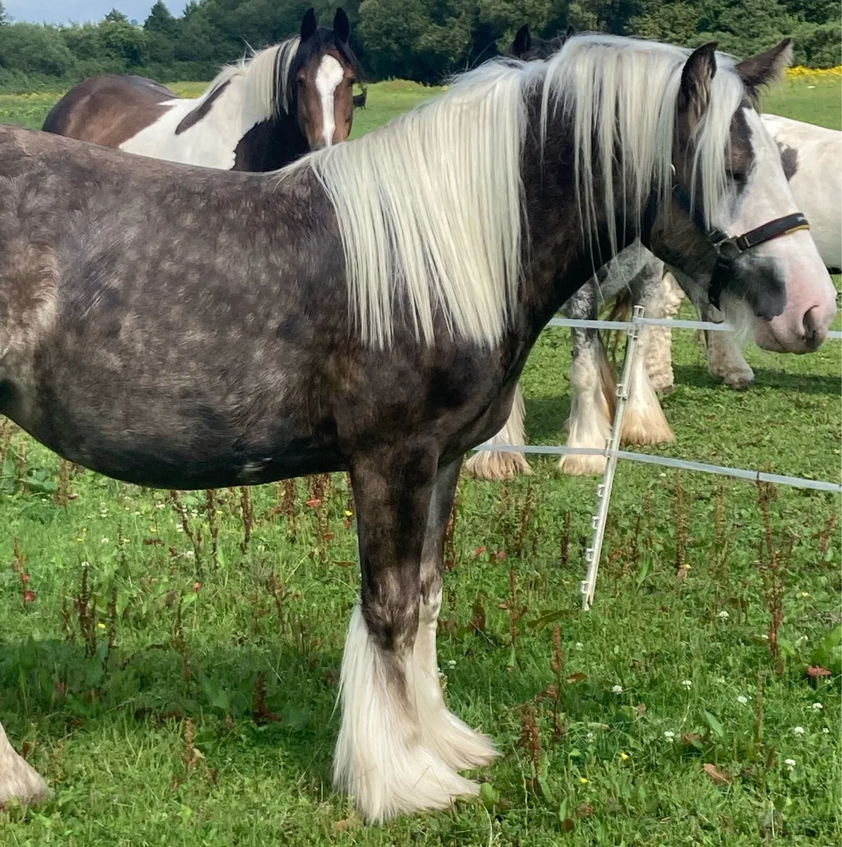 Silver Dapple Filly - Image 2