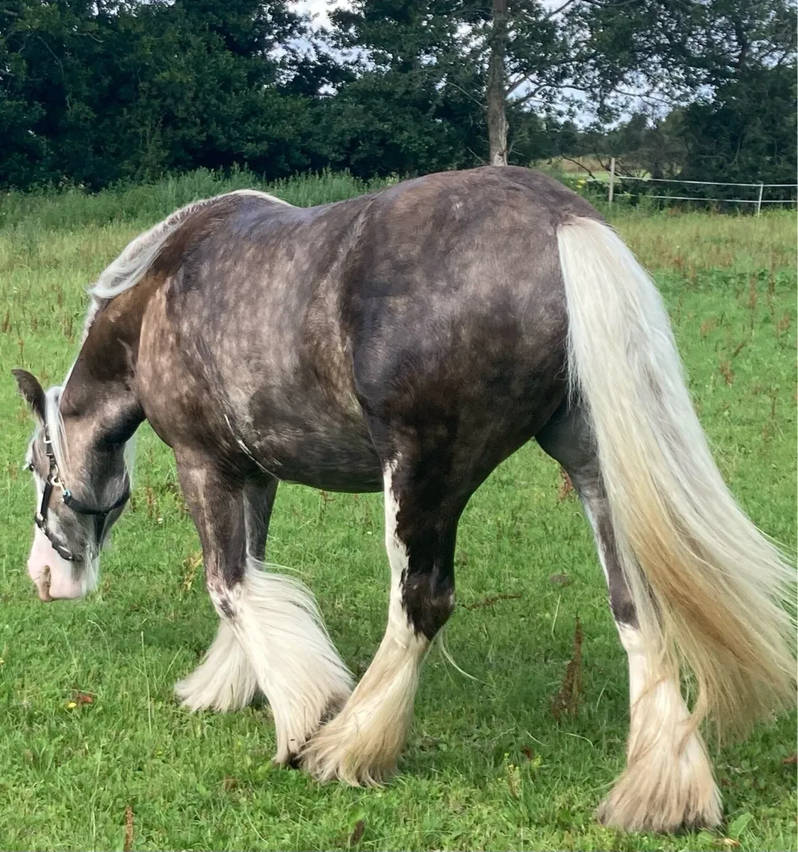 Silver Dapple Filly - Image 3