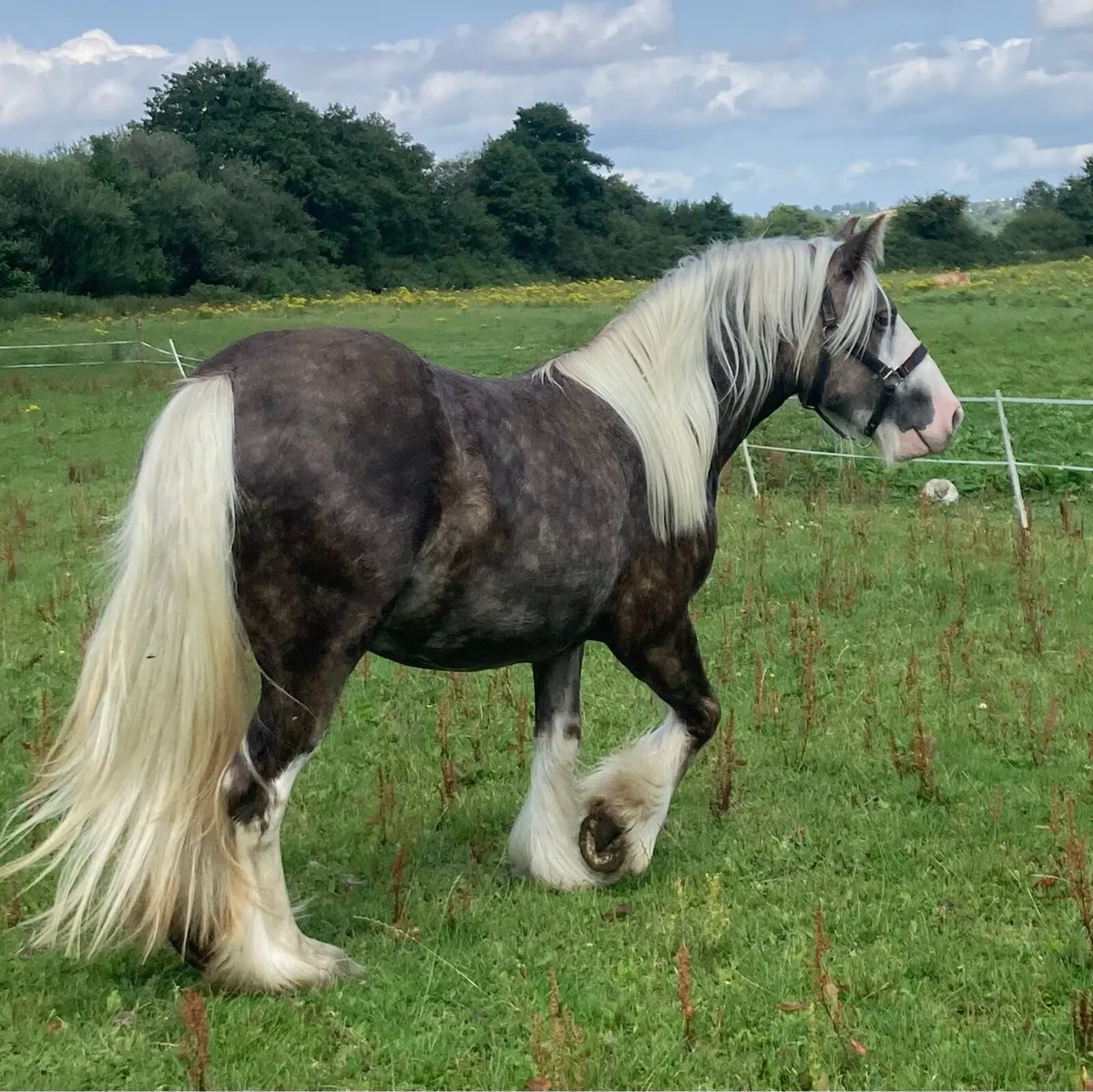 Silver Dapple Filly - Image 4