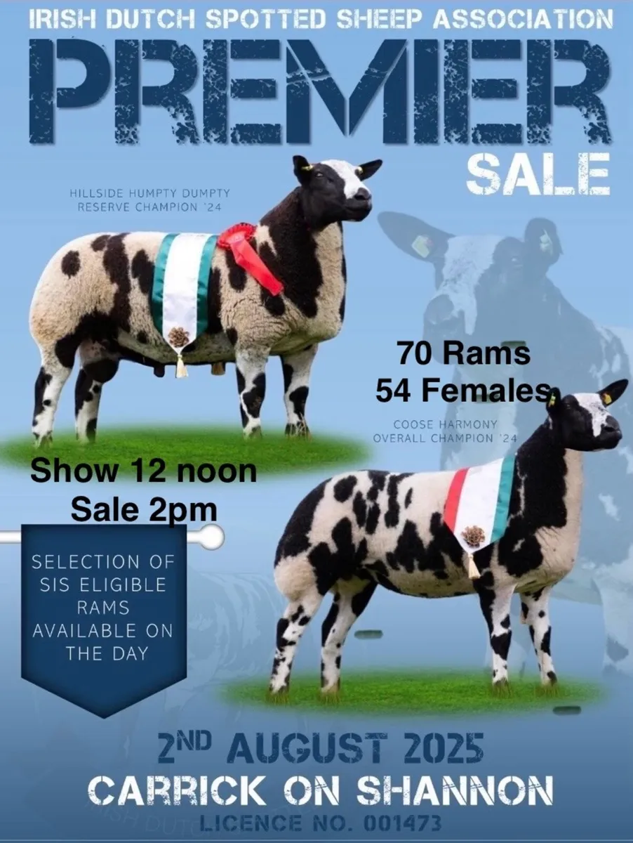 Dutch Spotted Sale - Image 1
