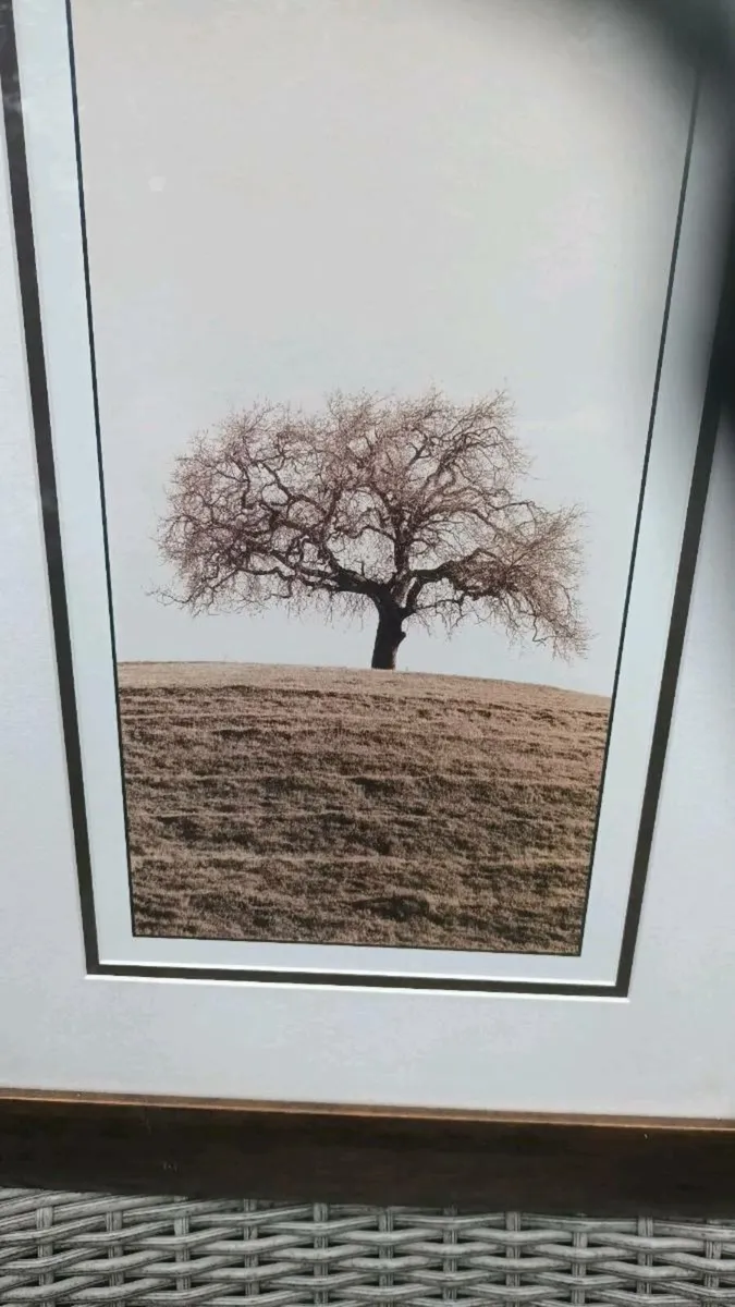 Framed print of a tree, D18 - Image 3