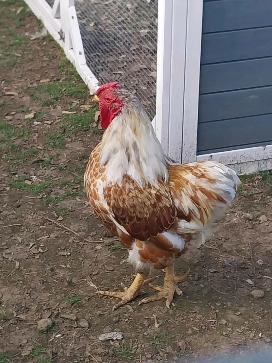 Wyandotte roosters - Image 1
