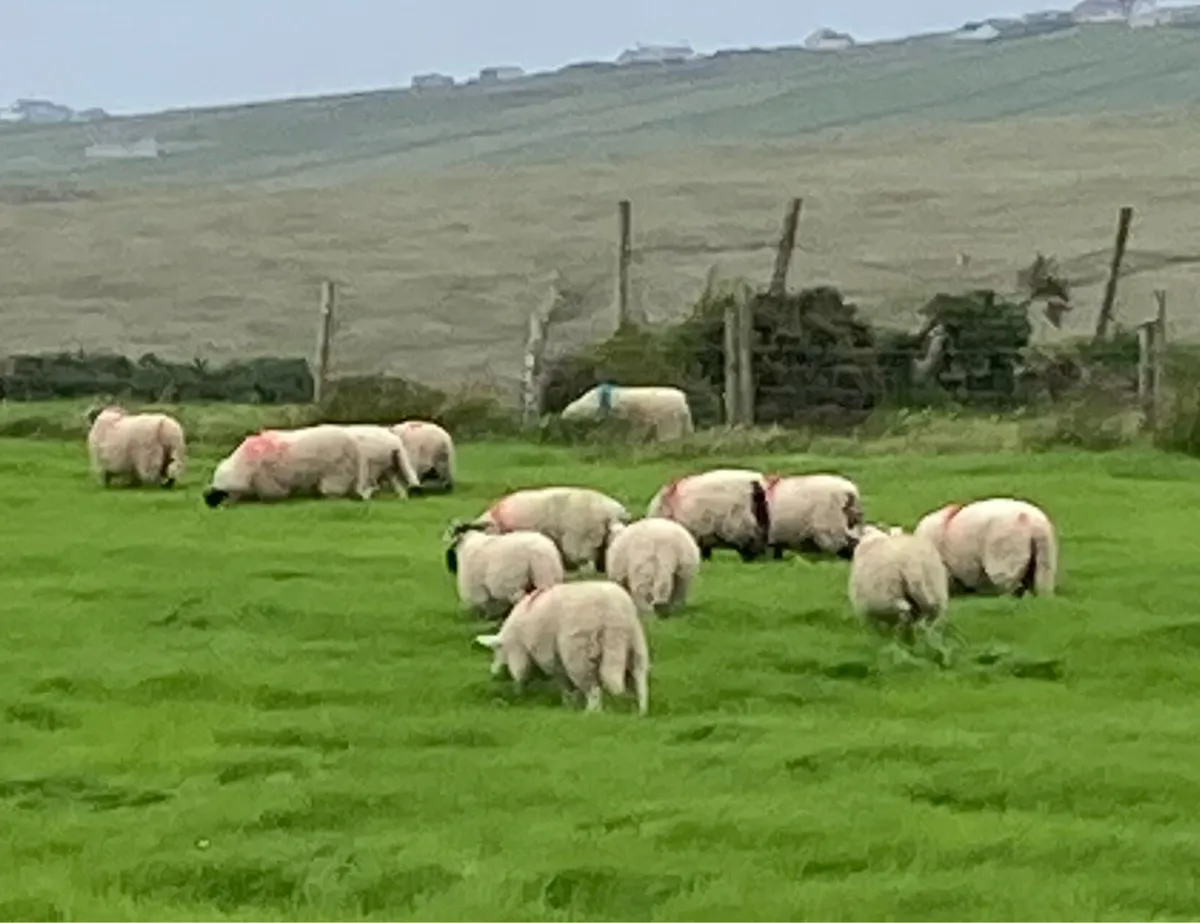 Ram Lambs - Image 1