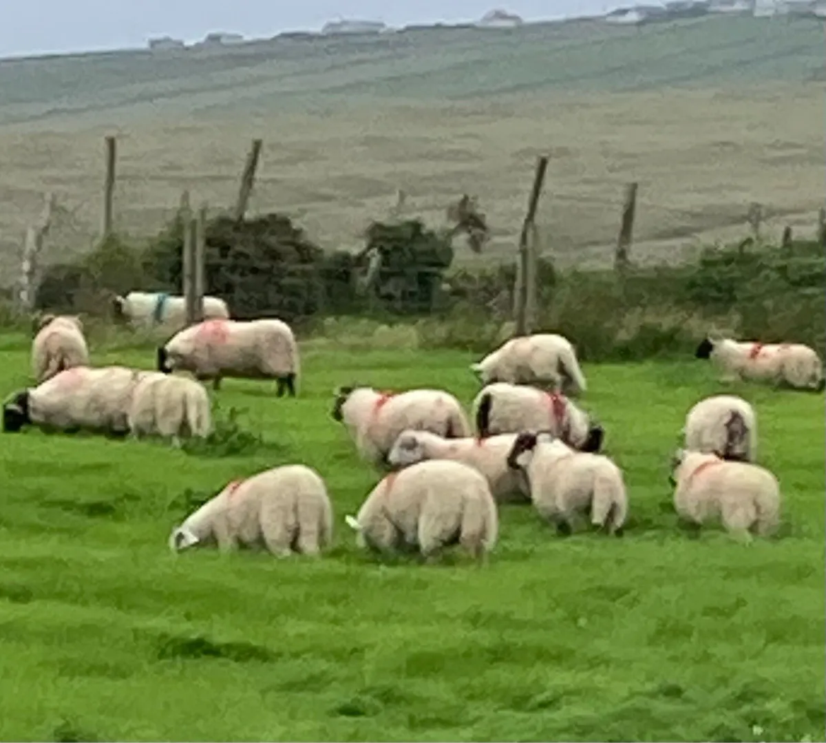 Ram Lambs - Image 2
