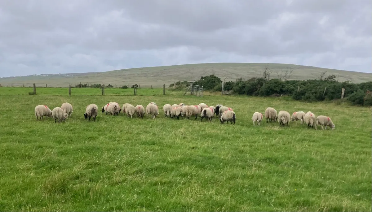 Ram Lambs - Image 3