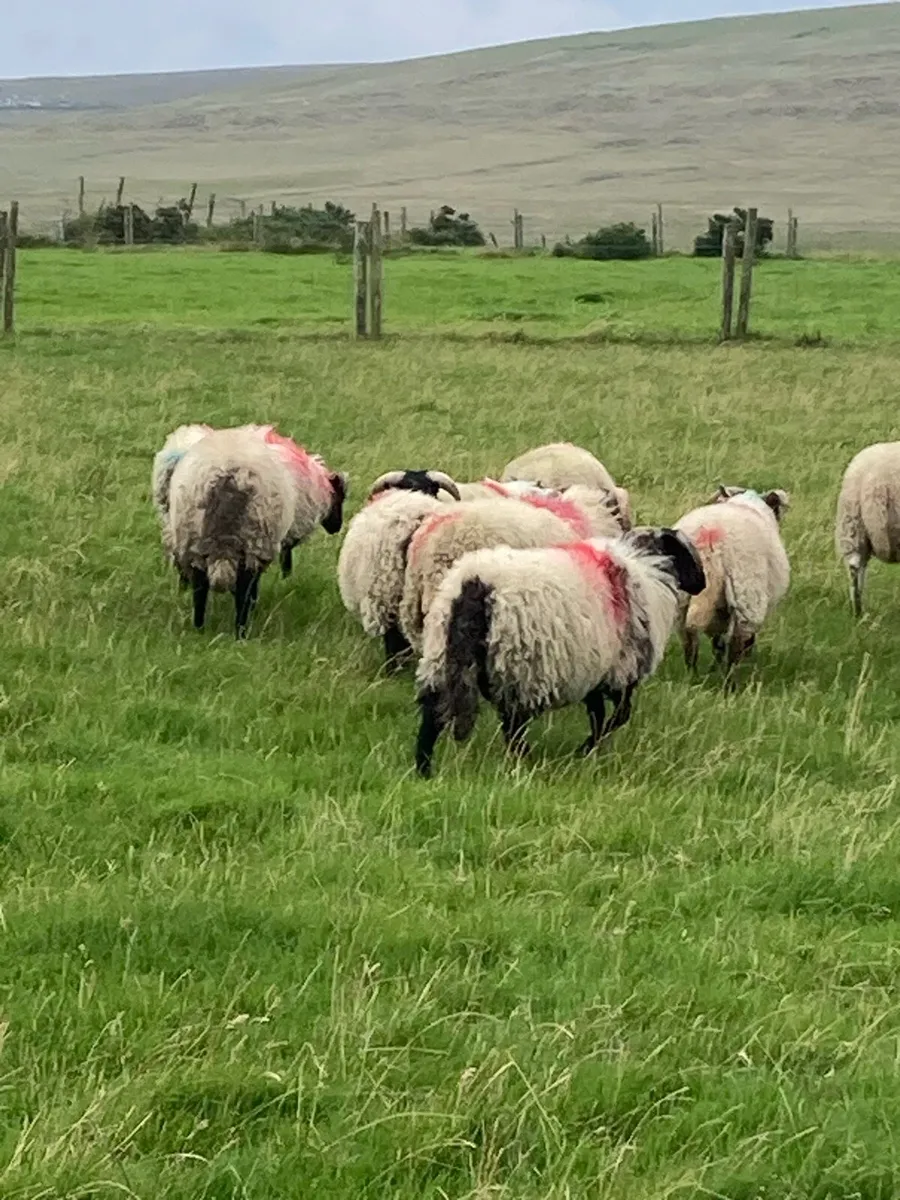 Ram Lambs - Image 4