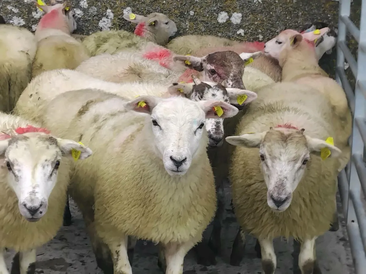 50 Lovely Quality Texel Ewe Lamb's - Image 1