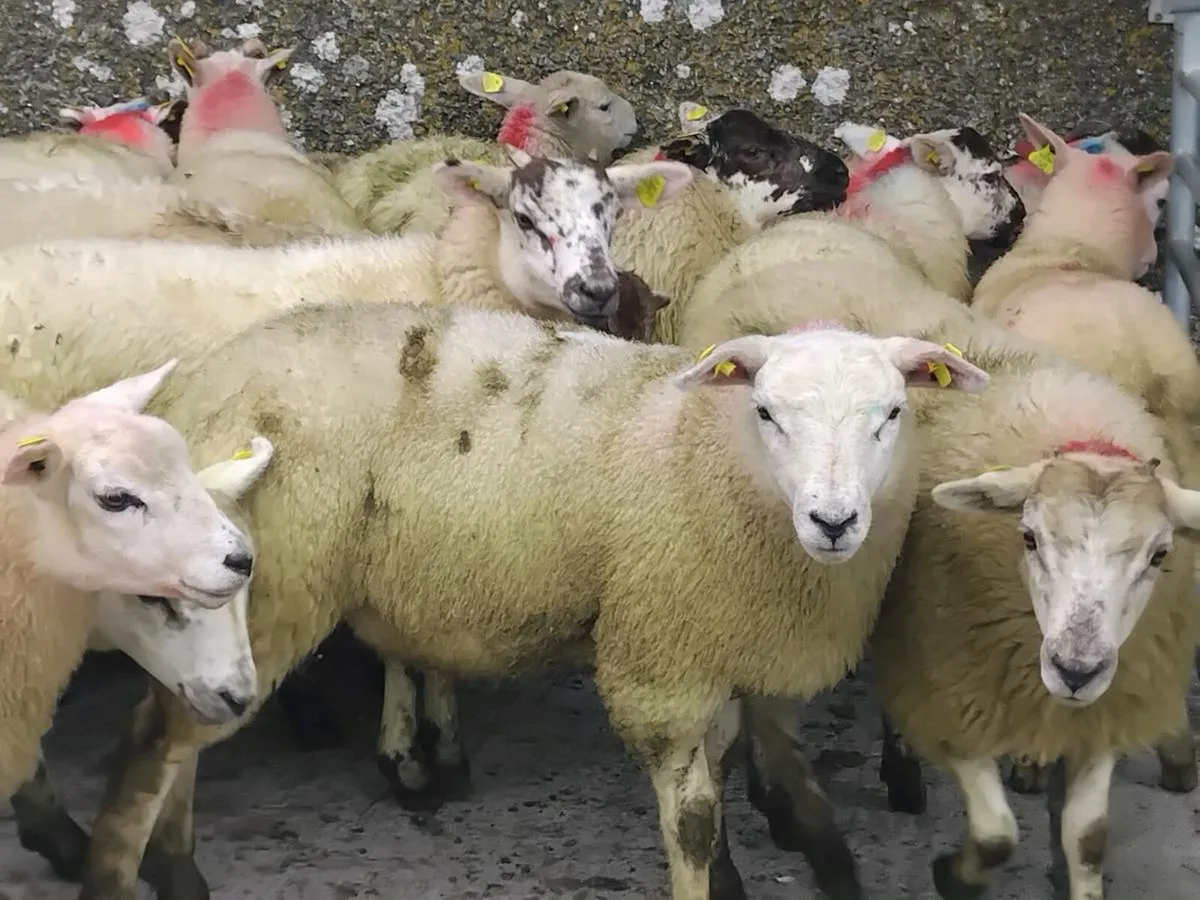 50 Lovely Quality Texel Ewe Lamb's - Image 2