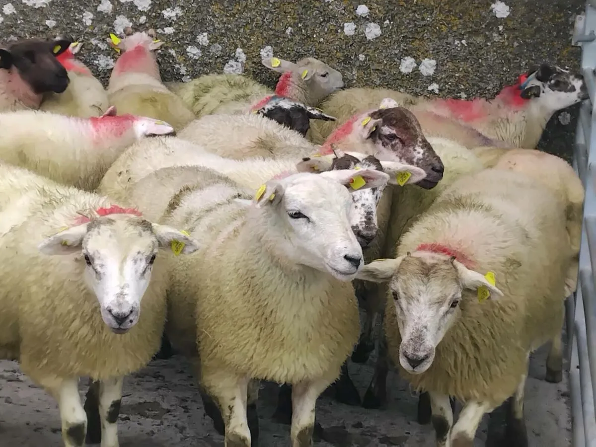 50 Lovely Quality Texel Ewe Lamb's - Image 3