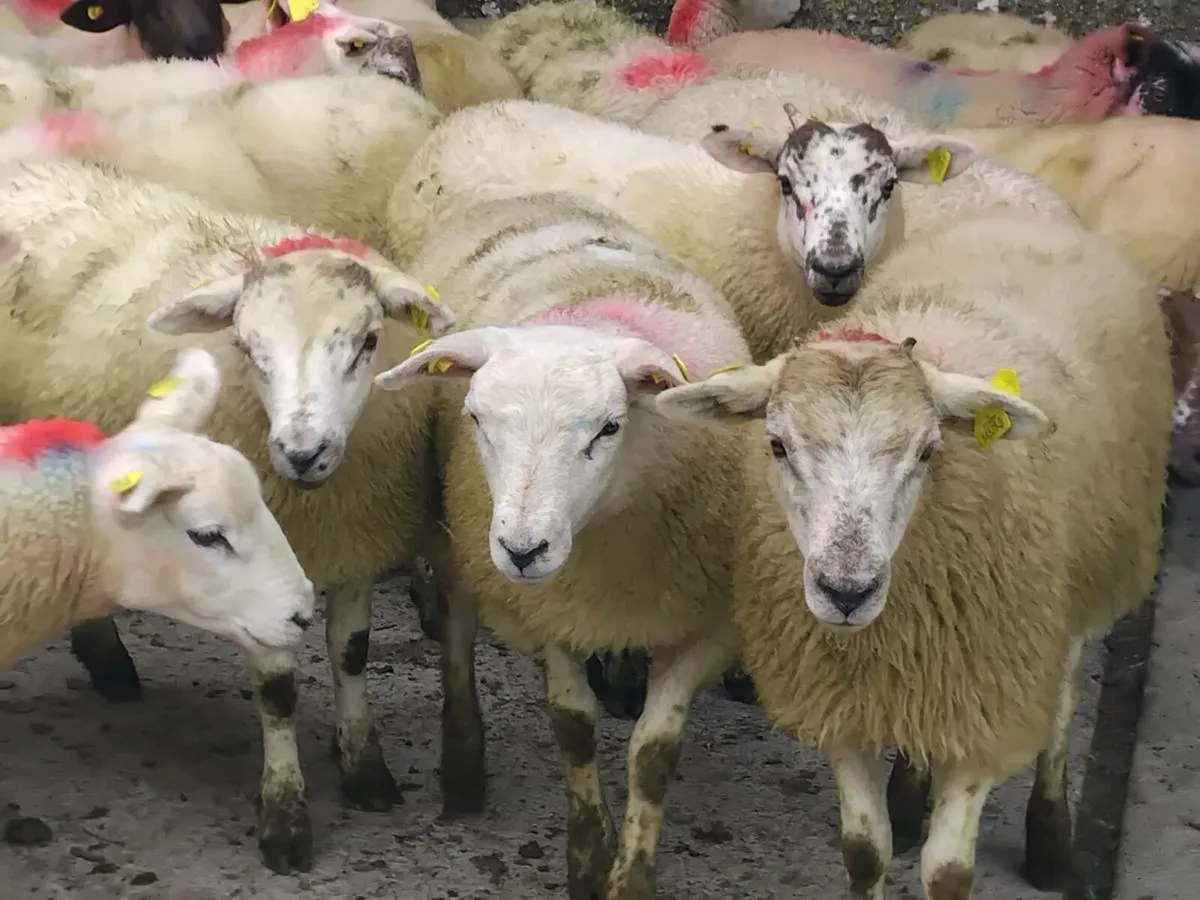 50 Lovely Quality Texel Ewe Lamb's - Image 4