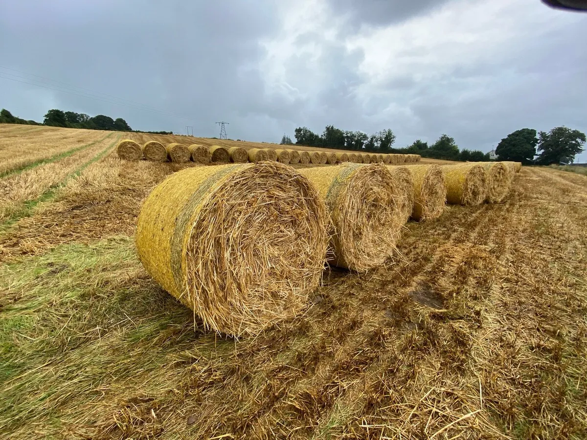 Straw - Image 3