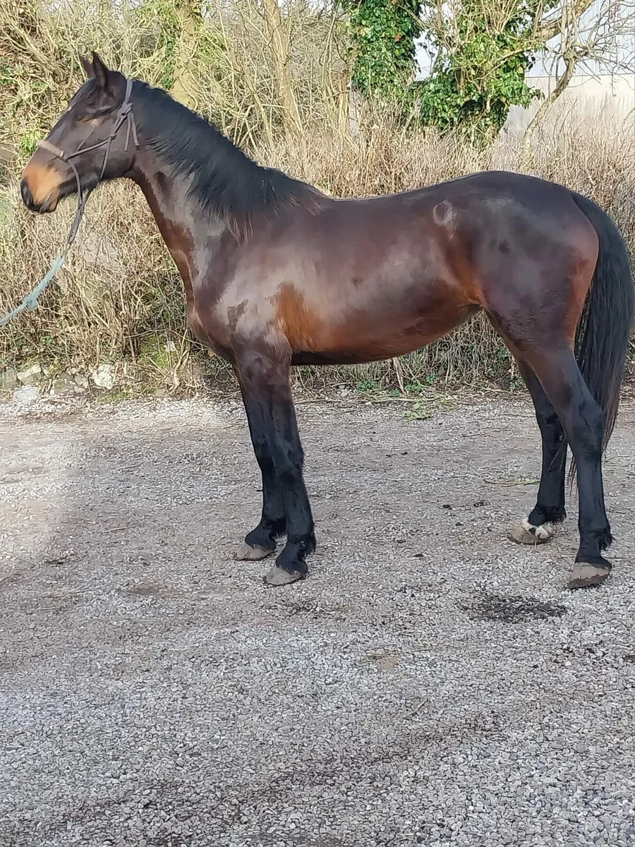 Filly - Image 1