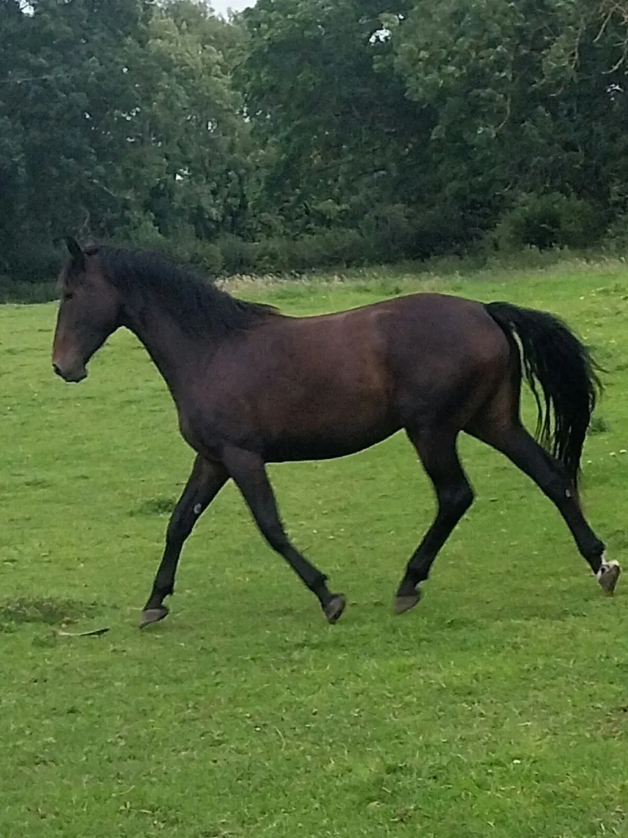 Filly - Image 2
