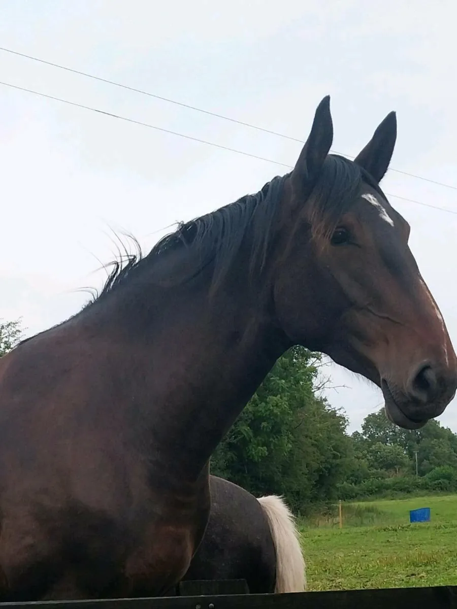 Filly - Image 3