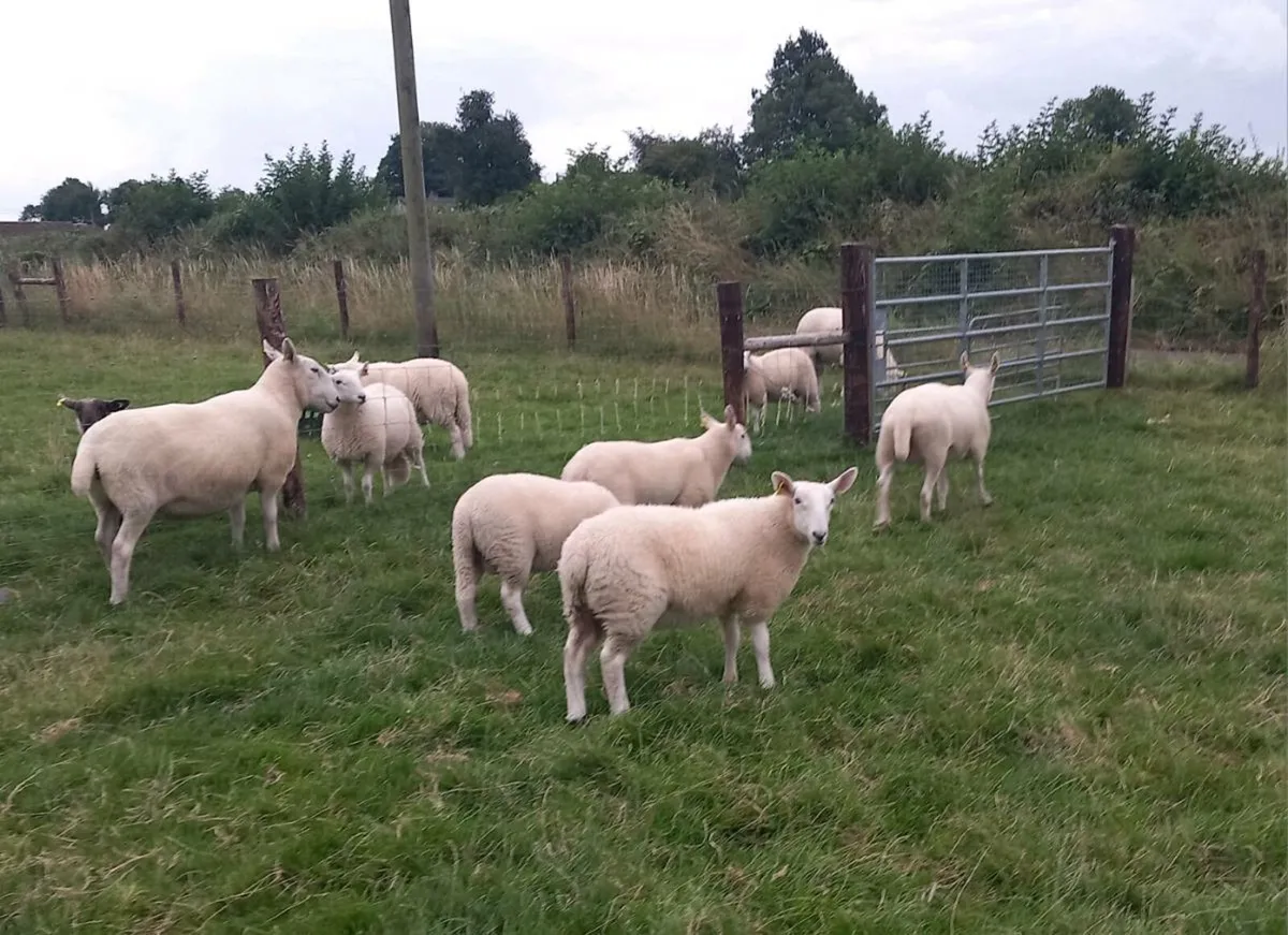 Cheviot Ewe Lambs 🏆 - Image 2