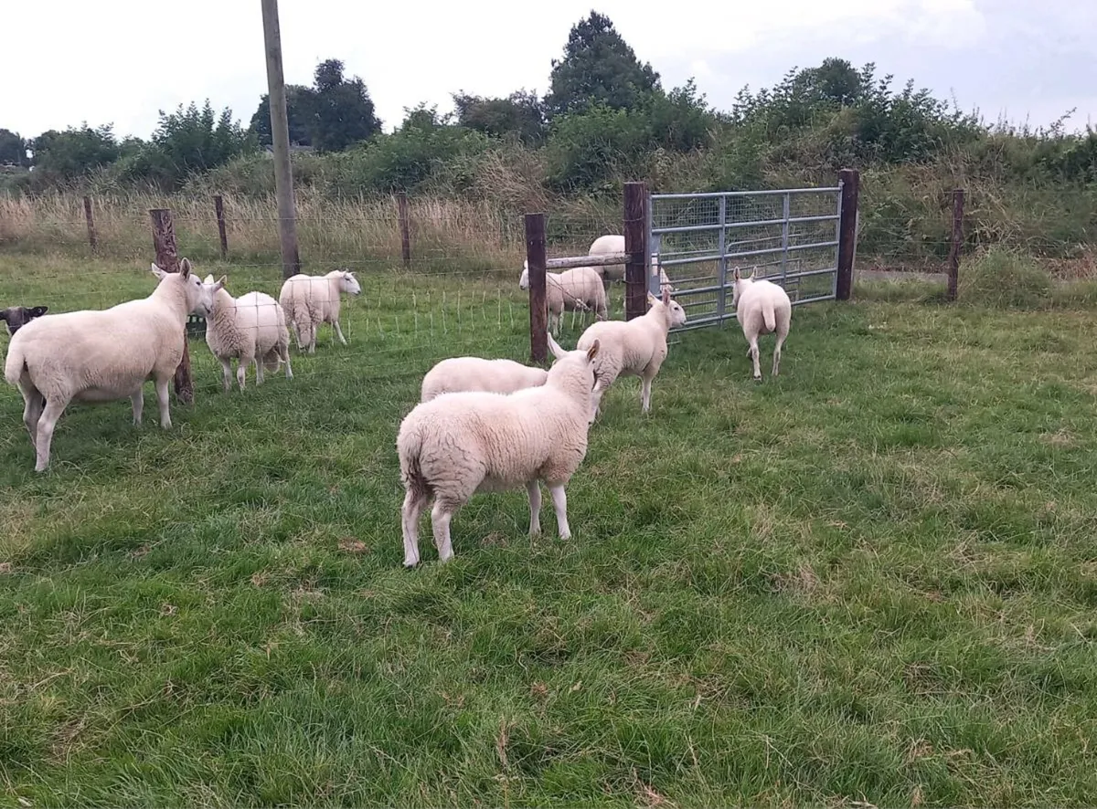 Cheviot Ewe Lambs 🏆 - Image 3
