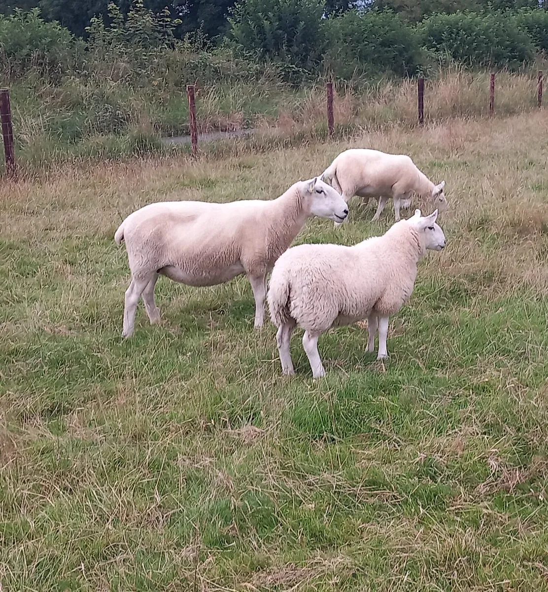 Cheviot Ewe Lambs 🏆 - Image 4