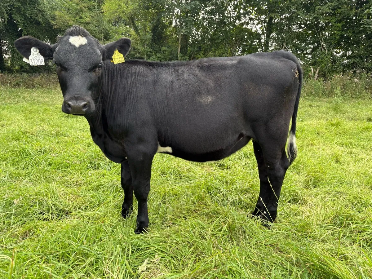 Contract rearing Available - Space for 150 - Image 2