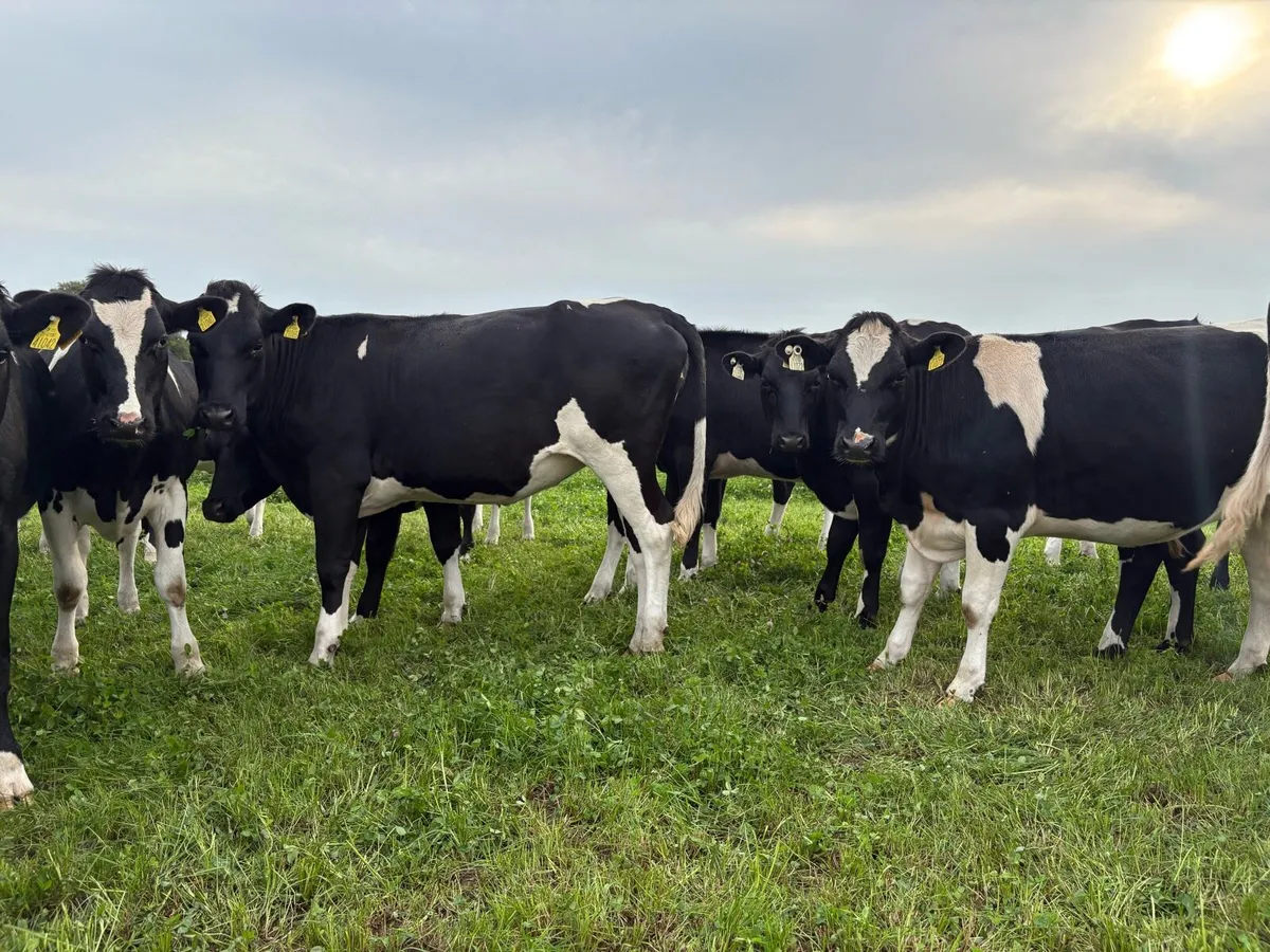 Contract rearing Available - Space for 150 - Image 3
