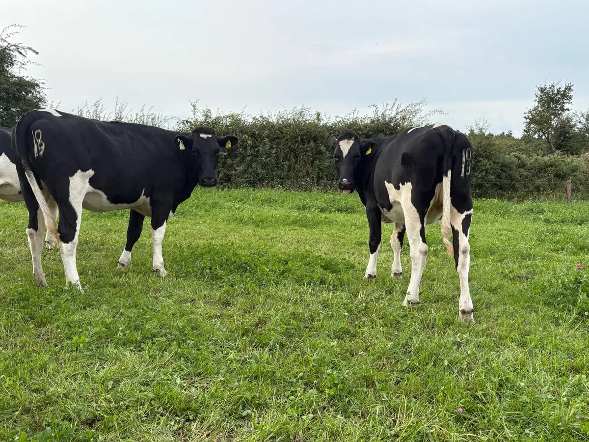 Contract rearing Available - Space for 150 - Image 4