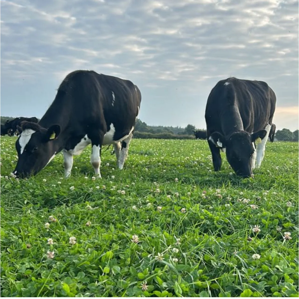 Contract rearing Available - Space for 150 - Image 1