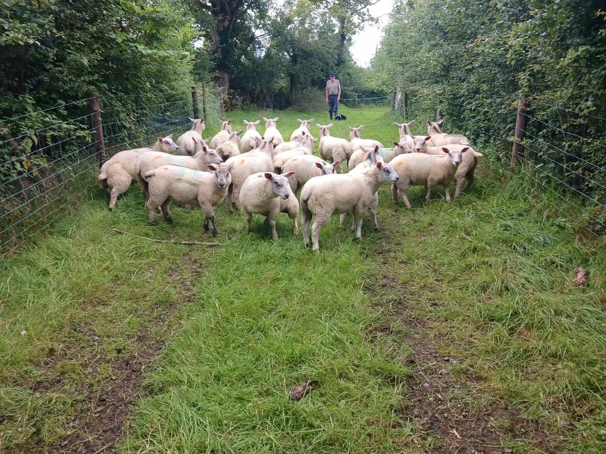 Ewe lambs - Image 1