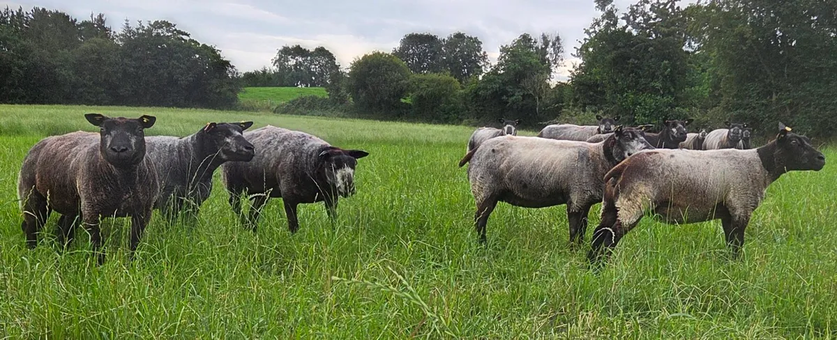 Blue Texel Ewes - Image 1