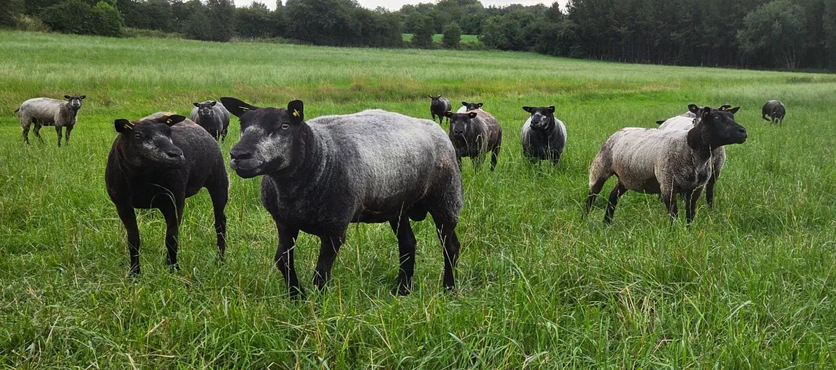 Blue Texel Ewes - Image 2