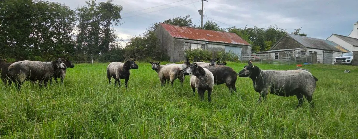 Blue Texel Ewes - Image 3