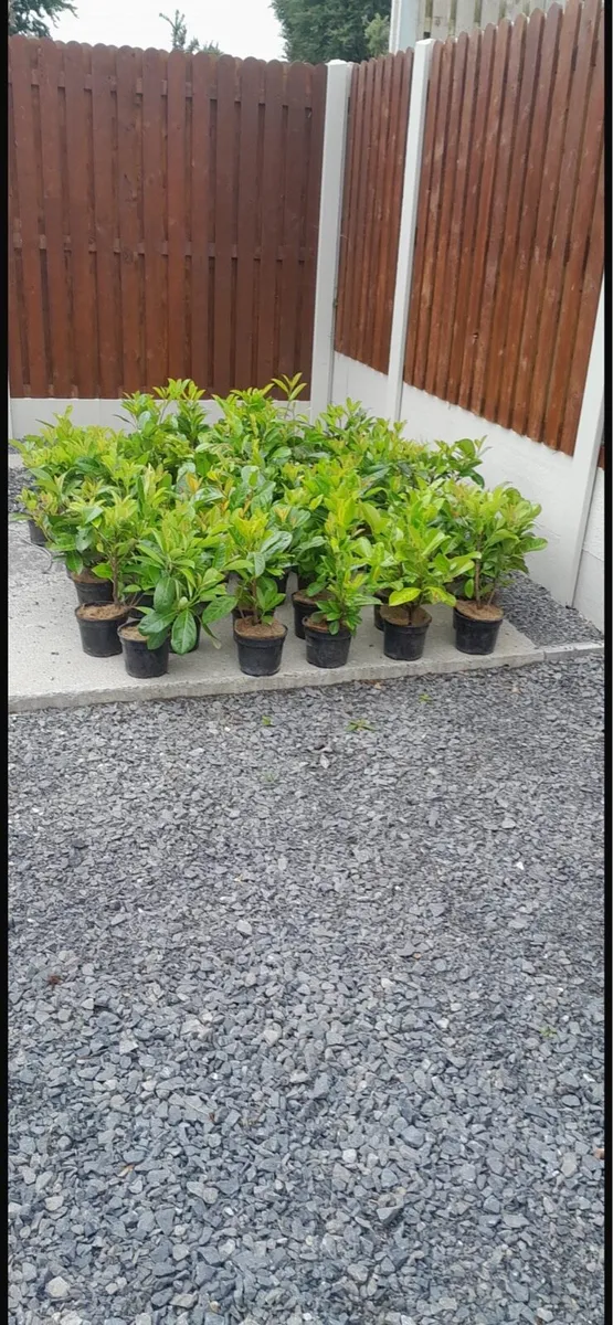 Laurel hedge