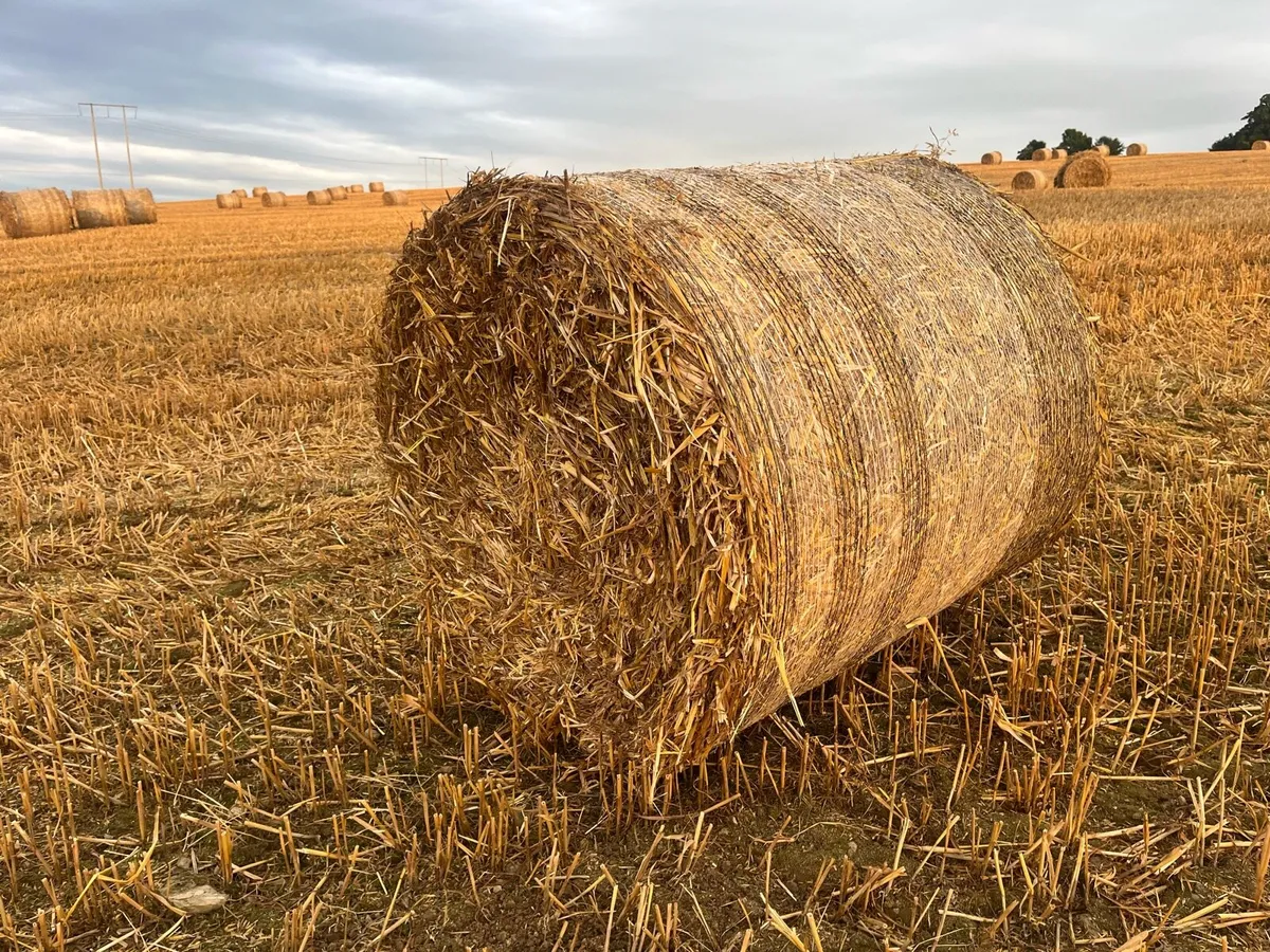 Straw - Image 1