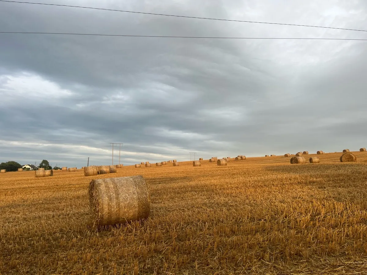 Straw - Image 4