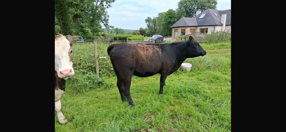 Livestock - Image 2