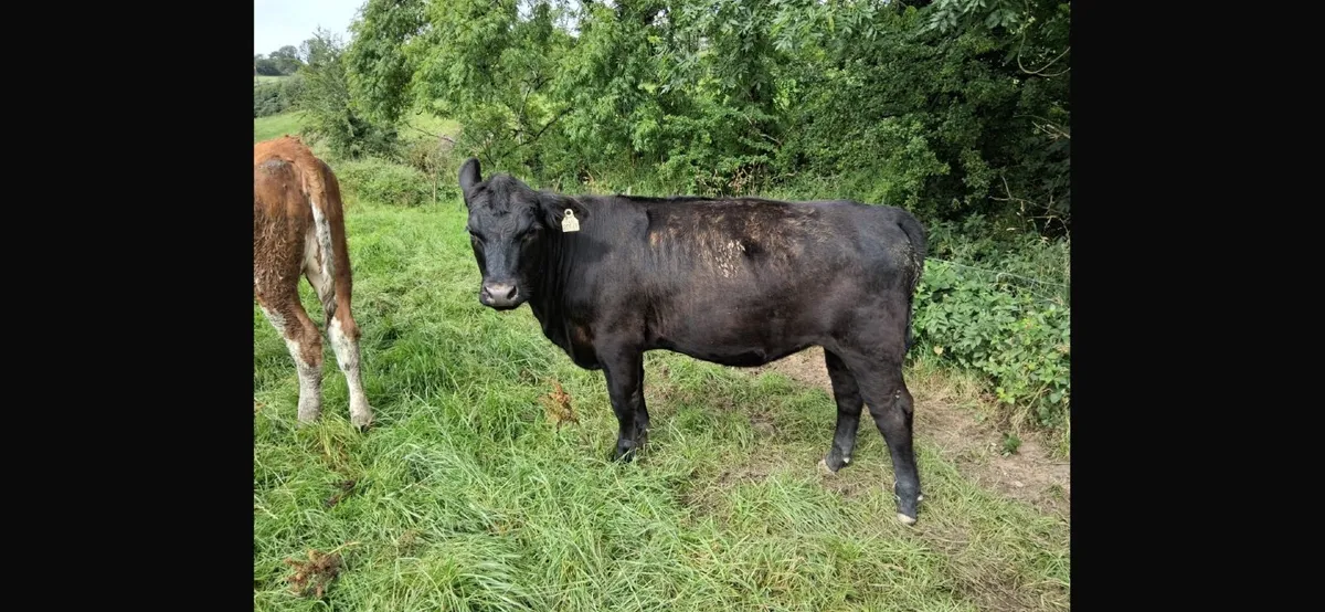 Livestock - Image 3