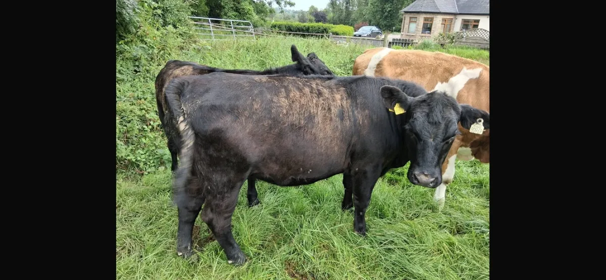 Livestock - Image 1