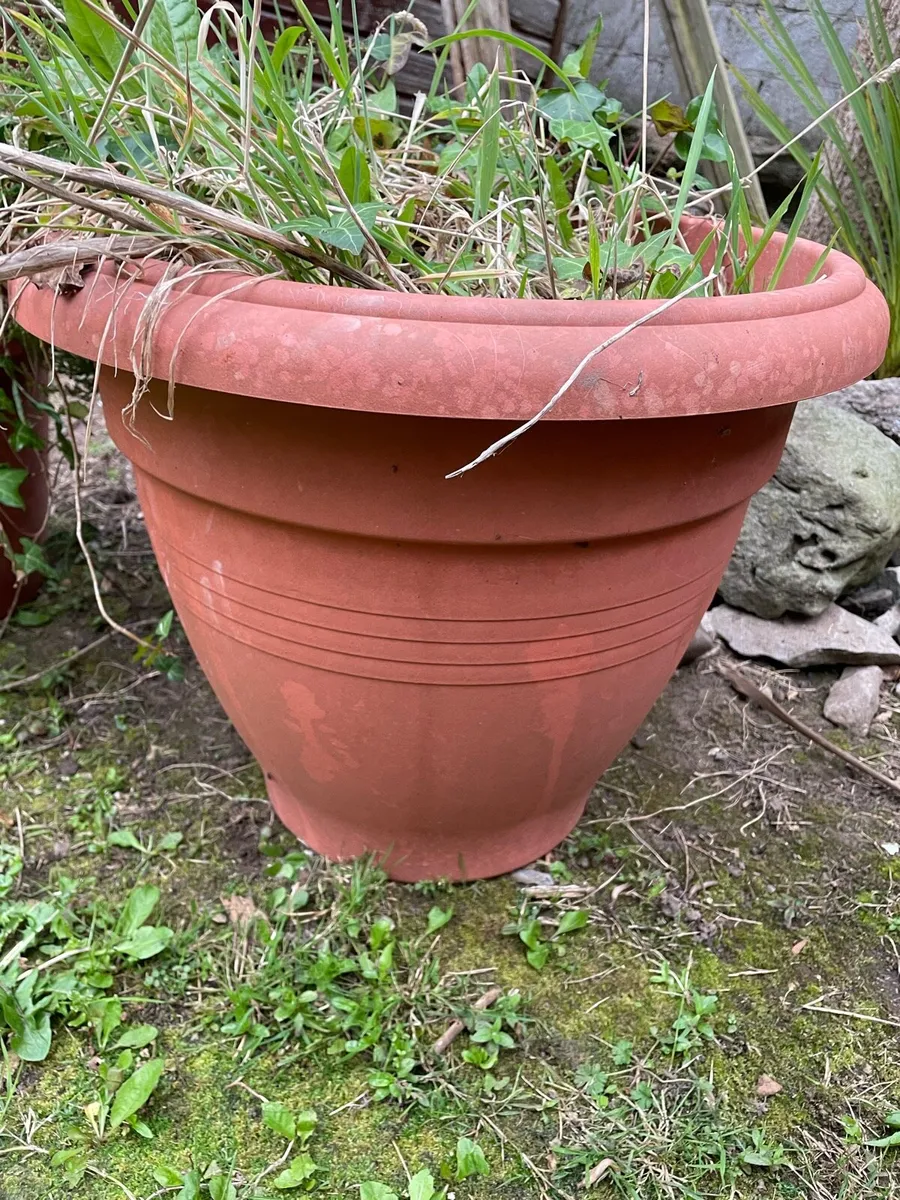 2 X Plant Pots Outdoor (with earth) - Image 1