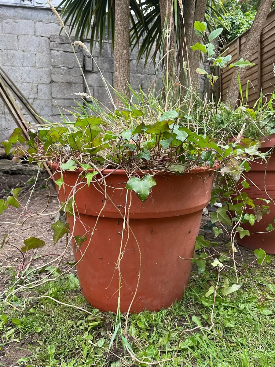 2 X Plant Pots Outdoor (with earth) - Image 2