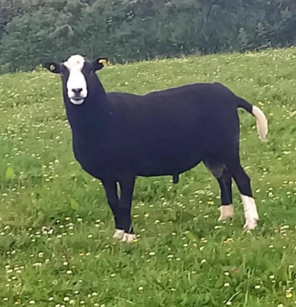 ZWARBLE  RAM - Image 1