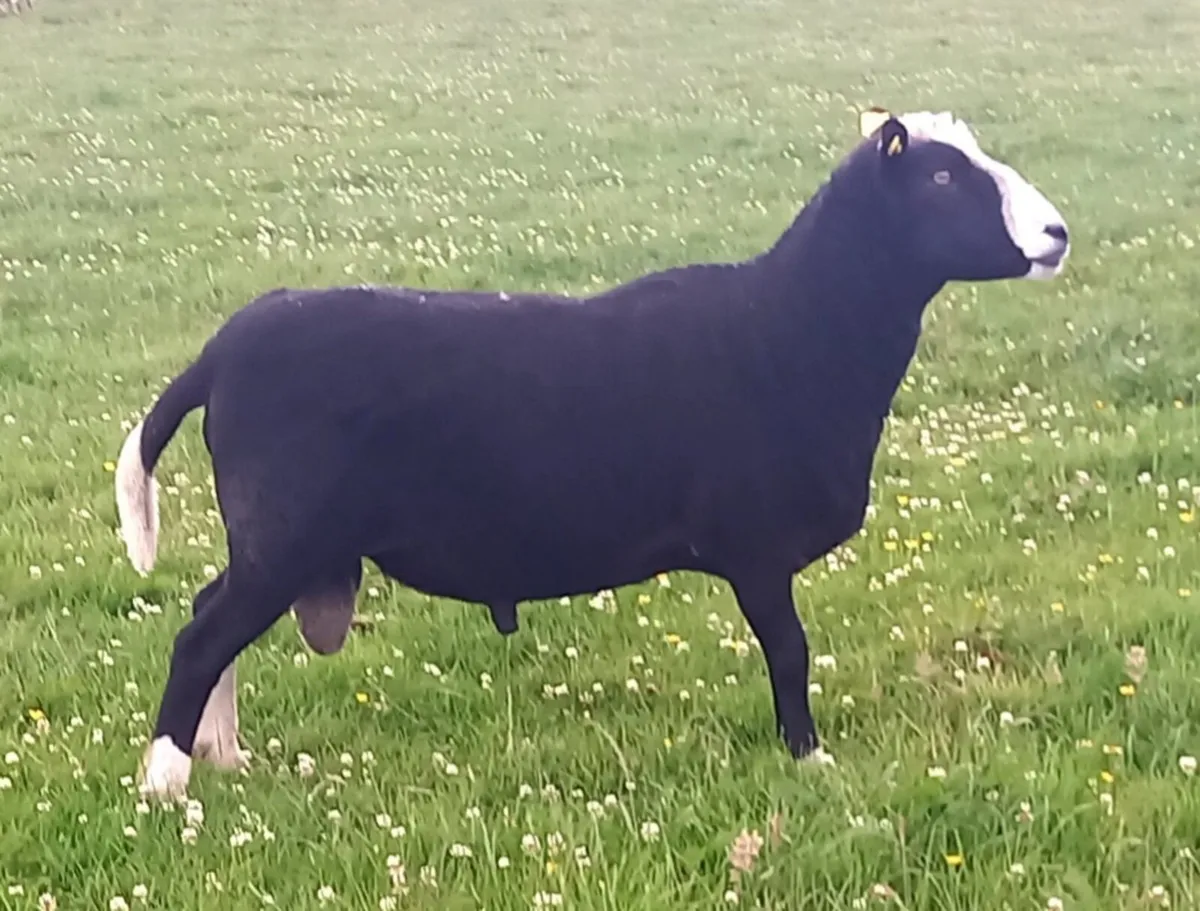 ZWARBLE  RAM - Image 2