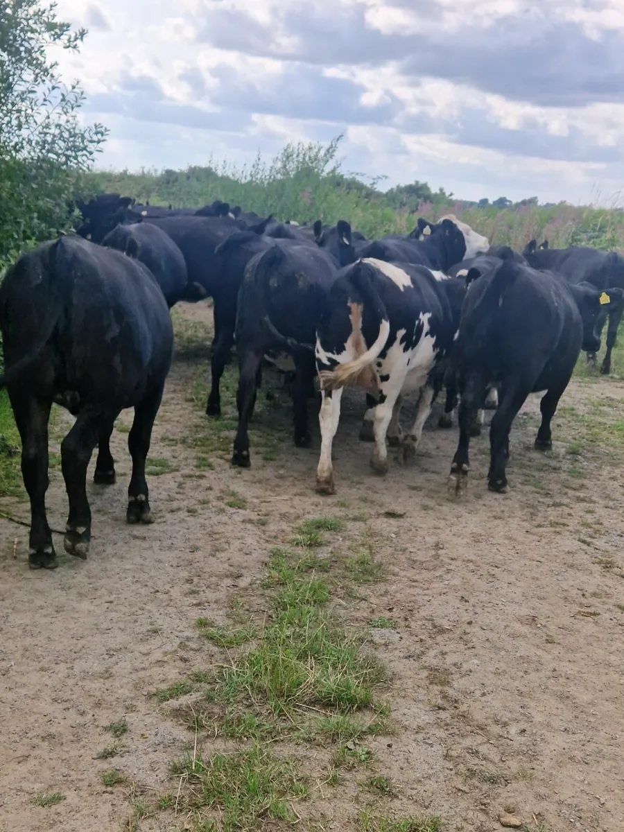 ABERDEEN ANGUS HEIFERS - Image 2