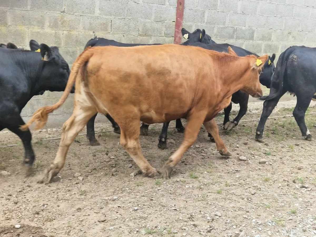 ABERDEEN ANGUS HEIFERS - Image 3