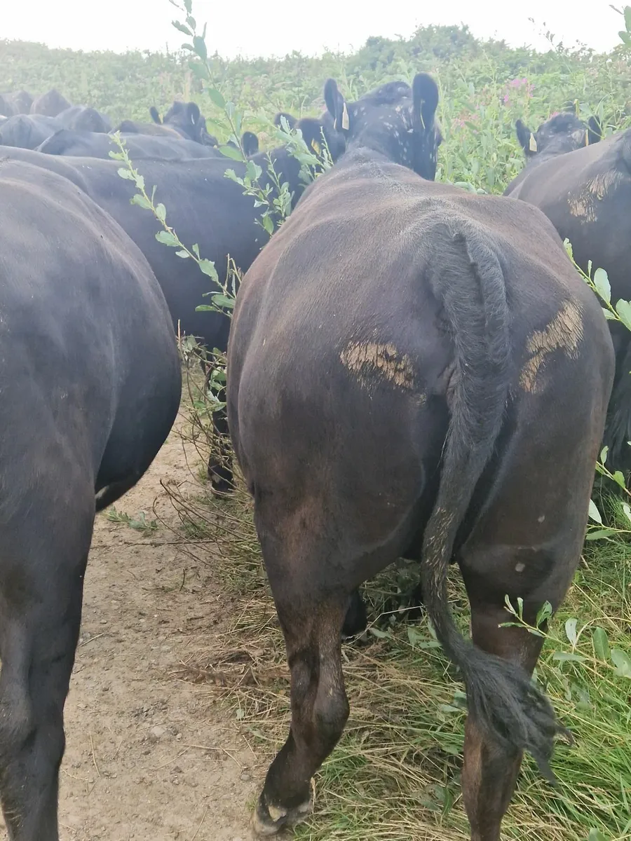 ABERDEEN ANGUS HEIFERS - Image 4