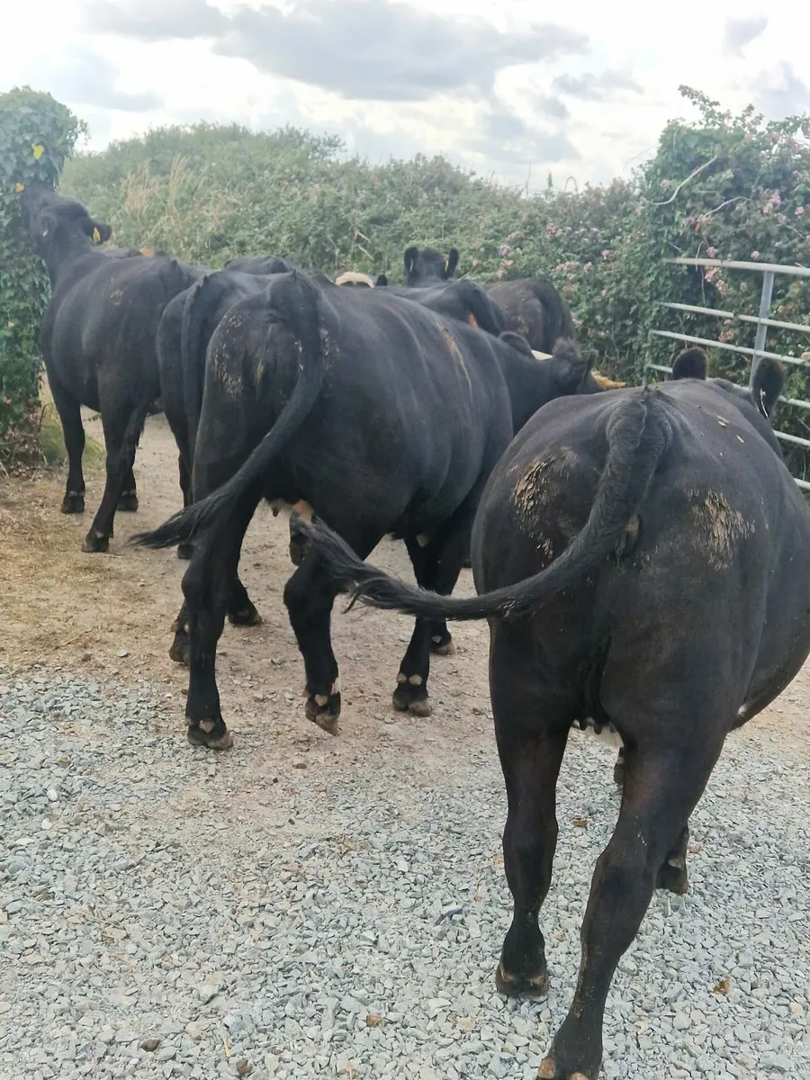 ABERDEEN ANGUS HEIFERS - Image 2