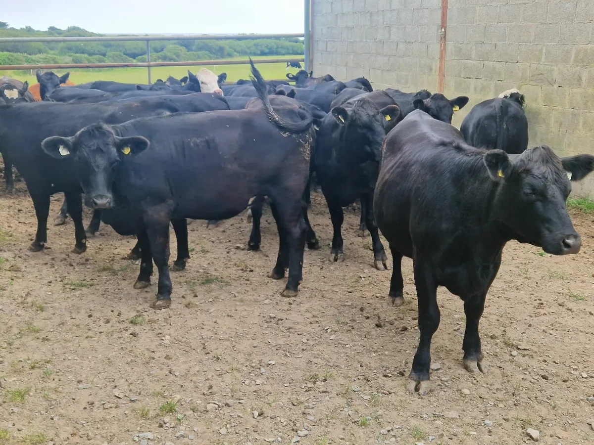 ABERDEEN ANGUS HEIFERS - Image 1