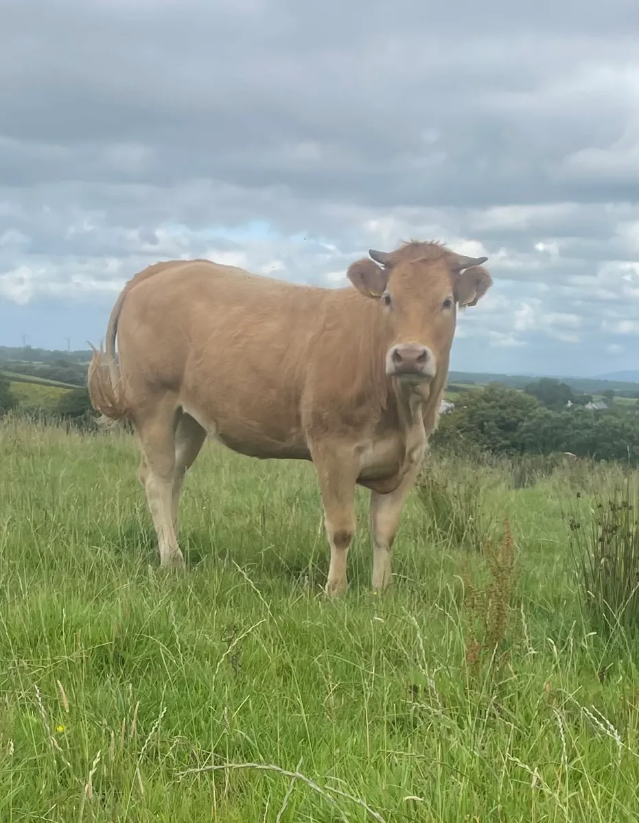 Organic Heifers - Image 1