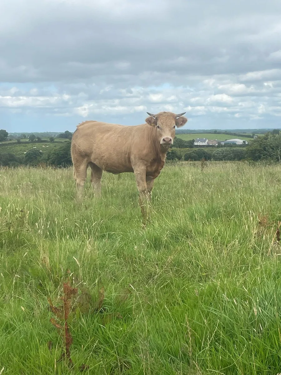 Organic Heifers - Image 2