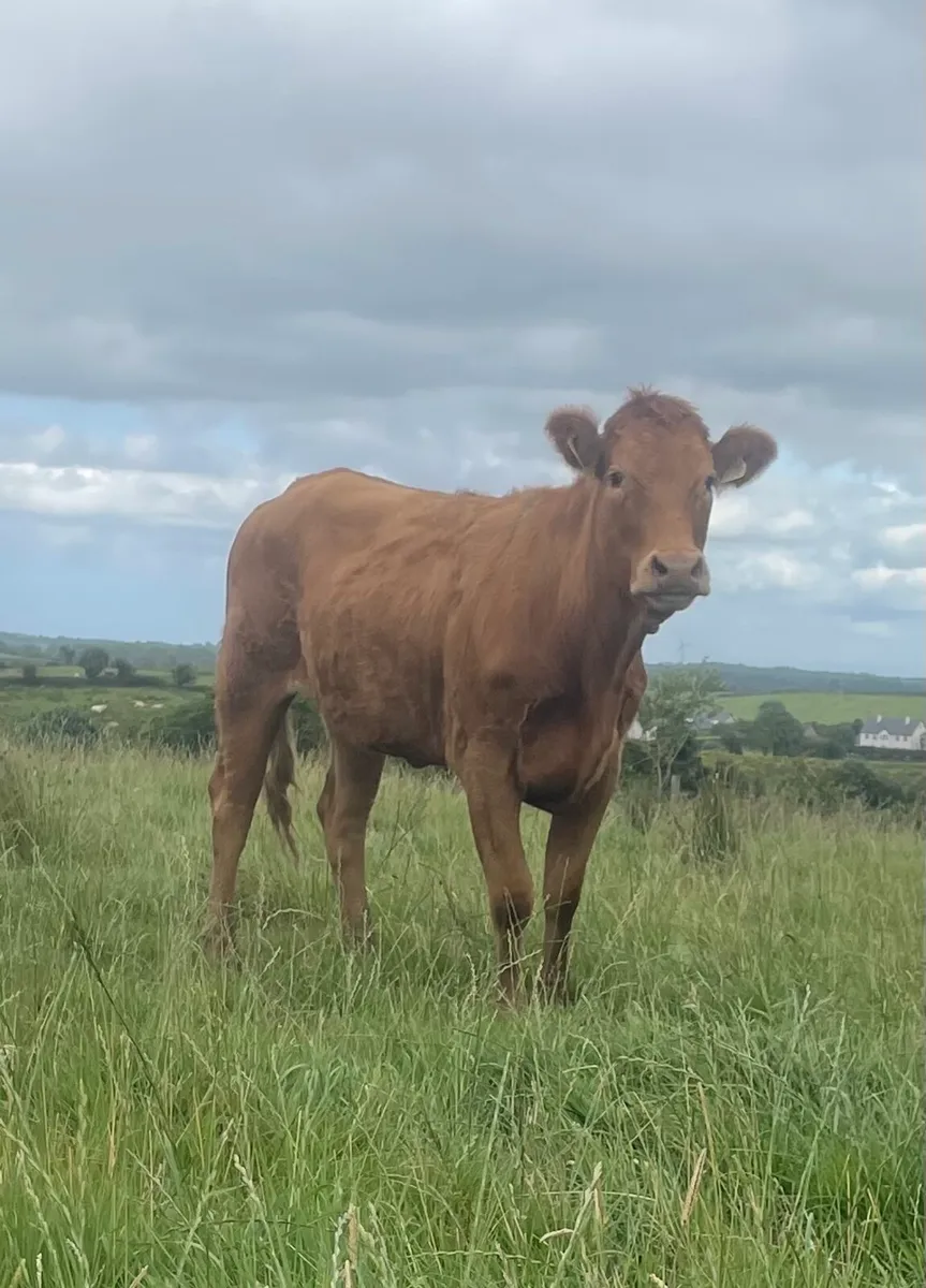 Organic Heifers - Image 3