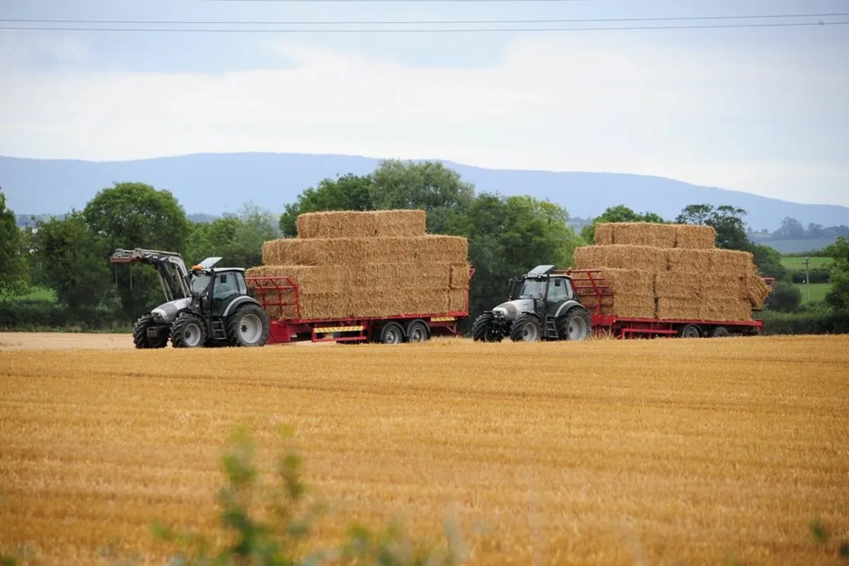 Small and Large Square Barley Straw - Image 1